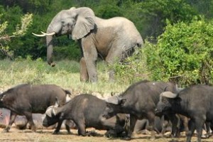 Elephants and buffaloes at Virunga National Park