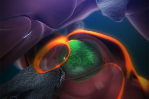 A still from an animation that shows the steps of how blood stem cells take root in the body of a zebrafish to generate blood. (Credit: Boston Children's Hospital/Stem Cell Research Program)