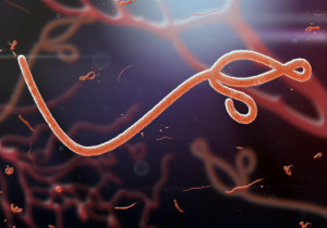 shutterstock_ebola_virus