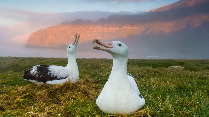 A Photographer Who Isn’t a Fan of Sunsets 5 Two wandering albatross at sunset, Possession Island, Crozet archipelago
