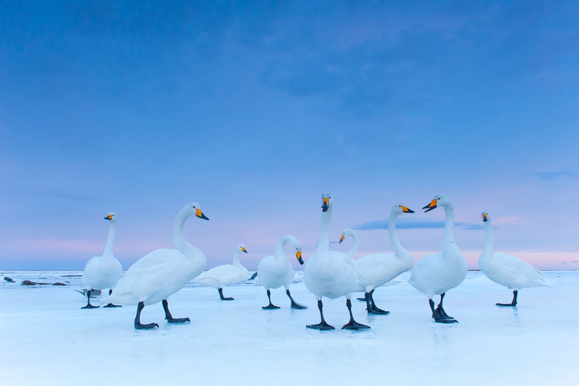 A Photographer Who Isn’t a Fan of Sunsets 3 Whooper swans at dusk, Hokkaido, Japan