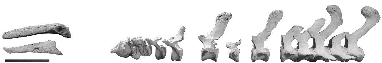 Fossils provide insight into porpoises’ evolutionary process 2 Upper and lower jaw and spinal cord of porpoise fossil found in Teisho, Hokkaido. Copyright : Waseda University