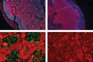 The top two panels show tumors produced by cancer cells. The outer ring of cells (blue) has enough oxygen to survive, but not as much oxygen ... Credit: Image courtesy of Massachusetts Institute of Technology