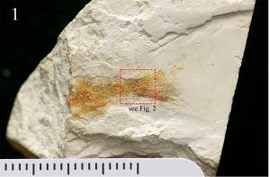 Hong Kong’s first identified dinosaur-era vertebrate 2 ong Kong’s first dinosaur-era fish - a specimen of the Chinese osteoglossoid osteoglossomorph fish Paralycoptera Copyright : (Image courtesy of IVPP)