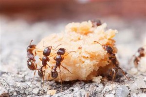 Some Ants Have More Taste for Human Food Than Others 2 photo: YourWildlife.org