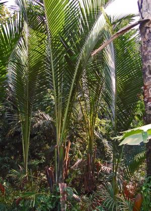 Metroxylon sagu or commonly known as the Sago palm thrives in tropical lowland forests and freshwater swamps. The state of Sarawak in Malaysia is one of the world’s largest exporters of sago products with annual exports of approximately 43,000 tons. Copyright : Source: Wikimedia/CC