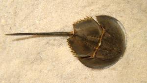 Humans threaten Asian horseshoe crabs 2 2839