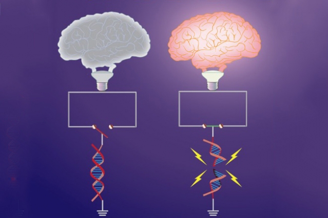 DNA breakage underlies both learning, age-related damage 2 Early-response genes, which are important for synaptic plasticity, are “switched off” under basal conditions by topological constraints. Neuronal activity triggers DNA breaks in a subset of early-response genes, which overrides these topological constraints, and “switches on” gene expression. Shown here is the topological constraint to early-response genes represented as an open switch (left) that is tethered by intact DNA. Formation of the break severs the constraint, and promotes the circuit to be closed (right). The “brain bulb” represents the manifestation of neuronal activity. Courtesy of the researchers