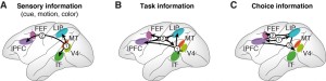 Uncovering a dynamic cortex 3 This image shows the results for the dynamic interplay of the sensory, task, and cue information in the brain's cortex: sensory information (left) flowed from the V4 and MT to several other cortical regions; task information (center) starts in the V4 and IT, before flowing forward and backward; choice signals (right) built up in PFC and LIP, before traveling to cortical regions in the front and back of the brain. Courtesy of the researchers