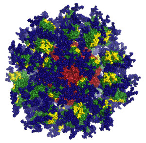 AIDS Vaccine Candidate Successfully ‘Primes’ Immune System in Mice 2 TSRI and IAVI scientists have designed a protein nanoparticle called "eOD-GT8 60mer" (above) that binds and activates B cells needed to fight HIV. (Credit: Scripps Research Institute)