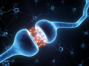 Researchers at the University at Buffalo have discovered a previously unknown neural pathway that can regulate changes made in the brain due to cocaine use, providing new insight into the molecular basis of cocaine addiction.   “Addiction is a life-long affliction manifested by episodes of relapse, despite prolonged abstinence,” said Amy Gancarz, PhD, lead author of the study, which was published on June 1 in an Advance Online Publication in Nature Neuroscience. “There is a need to more fully understand the long-term molecular changes in the brain involved in drug craving and relapse.” Gancarz, a former postdoctoral associate with the UB Research Institute on Addictions (RIA), worked on the study under the direction of senior author David Dietz, PhD, assistant professor in the Department of Pharmacology and Toxicology in UB’s School of Medicine and Biomedical Sciences. Dietz is also a faculty member in UB’s Neuroscience Program and an affiliated scientist with RIA. The study found that by manipulating the activity of Activin receptors — receptors found in the brain — the researchers were able to increase or decrease cocaine-taking and relapse behavior in animal models. The study focused, specifically, on Activin receptors in regions of the brain that are involved in pleasure and reward. “There are changes in the brain caused by drug use that occur and persist, but are only unmasked after withdrawal from a drug — in this case, cocaine,” Dietz said. “Cocaine use alters the connections between certain neurons through changes in the shape of the cells.” The researchers discovered that the Activin pathway controls the ability of cocaine to induce this change in the neurons and determined that the Activin receptor may control this response to cocaine by regulating the expression of a number of genes. “Understanding this critical pathway will help us pursue new directions in potential pharmacological and gene therapies to prevent drug relapses,” Dietz said. “If we can control this pathway, we may be able to help prevent relapses in people who have been abstinent from cocaine.” Source: University of Buffalo