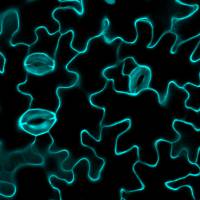 Discovery of a new mechanism for plant peptide hormones 3 In this microscopic image of an Arabidopsis plant, stomata are small two-cell openings in the surface of plant cells. Torii and her colleagues identified signals that control where plants place their stomata. Jin Suk Lee, Nature