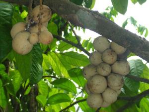 Langsat peel a potential source of natural antioxidants 2 Fruit tree bearing bunch of ripe langsat. (Mike Gonzalez/Wikimedia/CC)