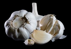 Using garlic to combat antimicrobial resistant urinary tract infections 2 Garlic (Allium sativum) has been traditionally used for the treatment of diseases since ancient times.