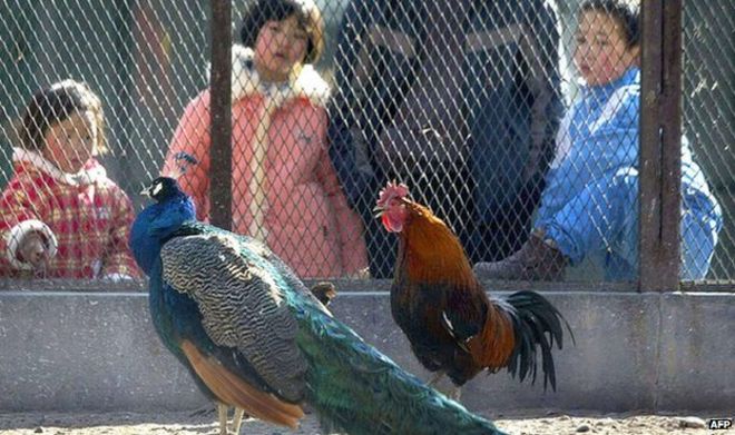 Animal centres used to help predict earthquakes 2 Several recent studies observed changes in animal behaviour prior to major quakes