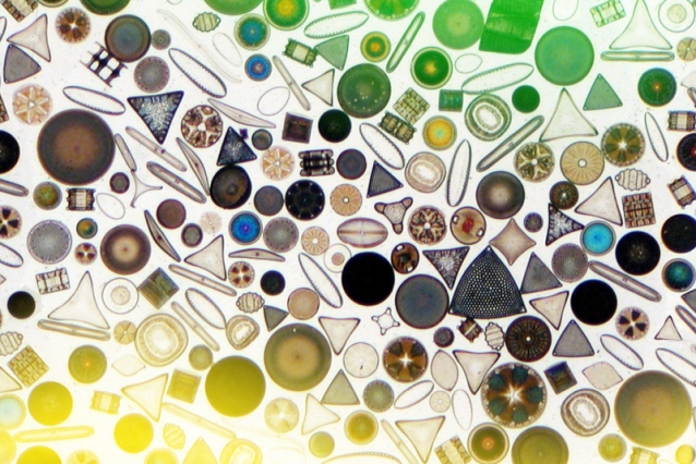 Ocean acidification may cause dramatic changes to phytoplankton 2 A variety of marine diatoms. Image: Wikimedia Commons (edited by MIT News)