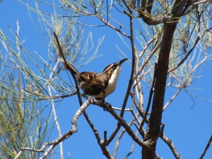 Bird Babble Reveals Clues to Evolution of Language 2 babble bird