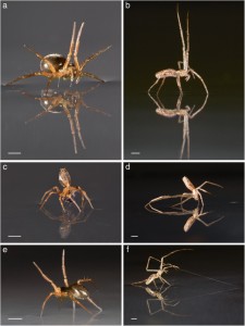 Spider behavior on water surface. Sailing behavior: linyphiid (a, c) and tetragnathid (b, d) spiders moving on the water surface with their legs (a, b) or abdomen (c, d) used as sails. When the abdomen was used the behavior was referred to as upside-down sailing. A spider can sail stably even on turbulent sea salt water. Anchoring behavior: use of silk as anchor to slow down or stop movement on water surface by linyphiids (which dropped the anchoring silk) (e) and the tetragnathid (which dragged the anchoring silk after it caught a floating object) (f). Each scale bar represents 1 mm. (Image: Hayashi et al. BMC Evolutionary Biology)