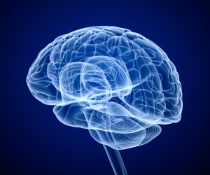 ddd1507_brain