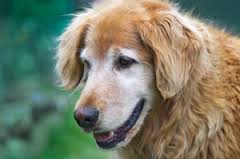 Optical ‘Dog’s Nose’ Developed to Detect Cancer 2 source: thebark