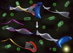 Affordable Genetic Diagnostic Technique for Target DNA Analysis Developed 2 A schematic image of target nucleic acid extracted through the activation and deactivation of DNA polymerase Copyright : KAIST