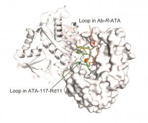 How an important enzyme used in drug production recognizes its substrate 2 2942