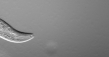 A Single Germline Stem Cell “Switch” May be Anti-Aging Drug Target 2 CrawlingCelegans