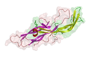 HCG_structure