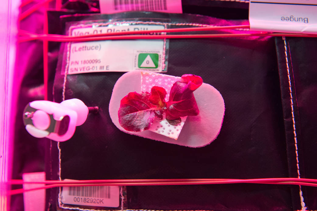 Testing Hardware for Growing Plants and Vegetables in Space 2 Image Credit: NASA