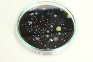 Yeast Engineered to Produce Opiates by Stanford Team 2 petridish for laboratory use focusing center at colony of yeast