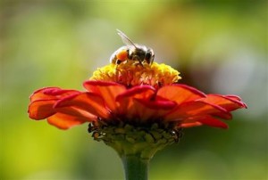 ZomBee Watch Helps Scientists Track Honeybee Killer 2 ZomBee Watch
