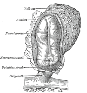 The epithelial to mesechymal stem cell state was first discovered in embryos. The belief it was responsible for metastasis is being re-thought. (Source: Wikimedia)