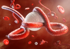 Researchers engineered the first antibodies that can neutralize the two deadliest Ebola virus strains 2 shutterstock_221914843