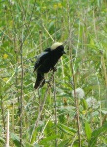 A male Bobolink; a bird Species of Greatest Conservation Need in Wisconsin. PHOTO: CAROLYN BYERS