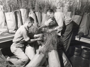 Botany professors John T. Curtis (right) and Dave Archbald work with paper bags of tall grasses in 1951. PHOTO: UW–MADISON ARCHIVES - 