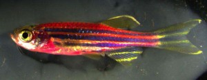 Rainbow-Colored Zebrafish Show How Cells Regenerate 3 To the naked eye, this genetically engineered zebrafish has a magenta tone. (Source: Chen-Hui Chen/Duke University)