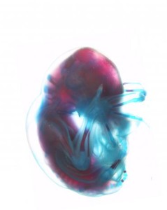 Natal long-fingered bat embryo (Miniopterus natalensis) stained to highlight bone (red) and cartilage (blue). (Photo: Mandy K. Mason/University of Cape Town)
