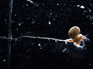 The invasive spiny water flea is a voracious predator of native zooplankton in Lake Mendota. Originally from Russian lakes, it made its way to the Great Lakes in the ballast water of cargo ships. Its long tail helps keep it safe from smaller fish. PHOTO: JAKE WALSH 