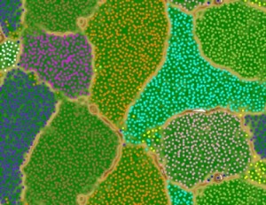 An abstract representation of the microbial community in a bacterial culture obtained from Chocolate Pot hot spring. The colored dots represent DNA fragments from each microbial variety; the fragments are clustered based on unique similarities within an organism’s DNA. COURTESY OF NATHANIEL FORTNEY 