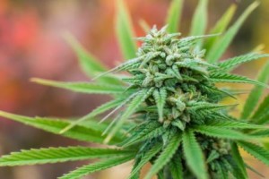 ddd1604_marijuana