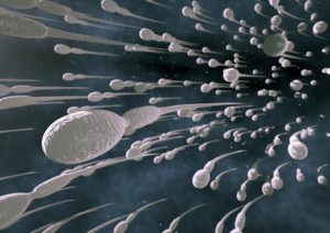flow-spermatozoa