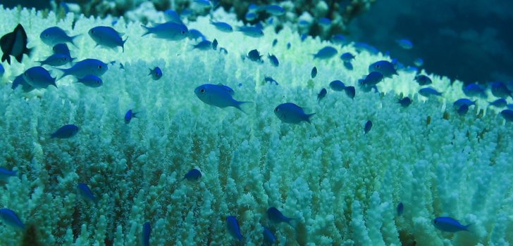 The warming difference between 1.5°C and 2°C could be decisive for the future survival of tropical coral reefs (Credit: Paul via Flickr)