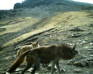 A Himalayan wolf photographed in Upper Mustang of Annapurna Conservation Area, Nepal (29.17356°N, 84.13422°E; datum WGS84, elevation 5,050 m) during May 2014. Credit: Madhu Chhetri