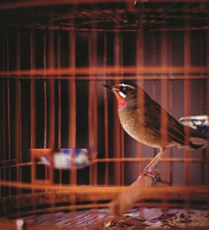 Birdcages source of dengue virus 2 The research suggests that birdcages may have been producing dengue vectors for many years in rural homes of peninsular Malaysia. Source : Pimtong Pookjuntuk