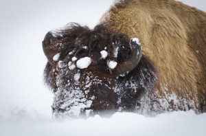 Bison in the snow at Yellowstone National Park. Photo by Neal Herbert, National Park Service.
