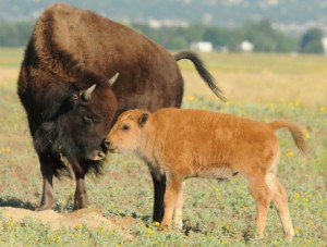 A bison and calf at Rocky Mountain Aresenal National Wildlife Refuge in Colorado. Photo by Rich Keen, DPRA.
