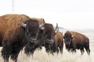 Bison at Rocky Mountain Arsenal National Wildlife Refuge in Colorado. Photo by Jim Carr, U.S. Fish and Wildlife Service.