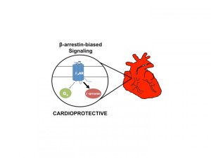 Selective activation of the beta2-adrenergic receptor (Beta2AR) by a beta-arrestin-biased pepducin promotes activation of a beta-arrestin signaling pathway that is cardioprotective. Credit: Jeffrey Benovic, Thomas Jefferson University