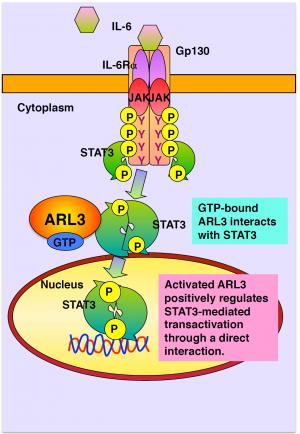 Treating diseases at their origin 2 Signaling cascade for STAT3 activation. ARL3 binds to STAT3, facilitating its transportation and accumulation in the nucleus. JAKs induce the tyrosine phosphorylation of STAT3. The phosphorylated STAT3 forms a dimer and translocates from the cytoplasm to the nucleus where it binds to DNA and coactivators and induces gene transcription. Source : Hokkaido University
