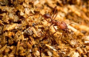 The ability to break down the cellulose in plant material is rare in Streptomyces bacteria, except in strains that live alongside insects — honeybees, leaf-cutter ants (above), some beetles —that eat or make use of the woody parts of plants. COURTESY OF DON PARSONS/UW-MADISON 